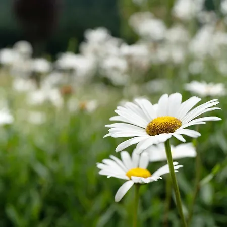 Apartamento Haus Haag